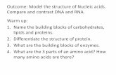 Outcome: Model the structure of Nucleic acids. Compare and ... acids.pdf... · PDF fileOutcome: Model the structure of Nucleic acids. Compare and contrast DNA and RNA. Warm up: 1.