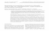 Morphology and karyology of Antirrhinum … and karyology of Antirrhinum rothmaleri ... Morphology and karyology of Antirrhinum rothmaleri comb. & stat ... The section Antirrhinum