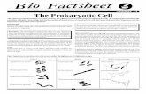 73 Prokaryotic Cell C - Groby Bio Page · PDF fileThe prokaryotic cell Bio Factsheet 2 ... contain the enzymes for respiration/cell wall synthesis; 1 (iii) ... 12/24/2000 1:38:41 PM