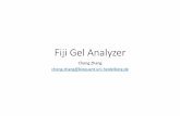 Fiji Gel Analyzer - CellNetworks Math-Cliniccellnetmcweb.bioquant.uni-heidelberg.de/image-analysis/...Fiji Gel Analyzer Chong Zhang chong.zhang@bioquant.uni-heidelberg.de Basic steps