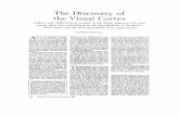 The Discovery of the Visual Cortex - Columbia Universitysciencecore.columbia.edu/demo/web/resources/readings/cortex.pdfis in the occipital, or rearmost, lobe of each hemisphere. Sig.