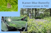 Karner Blue Butterfly Conservation in NHwildlife.org/wp-content/uploads/2016/02/KBB_TWS_2014.pdf · the Karner blue butterfly ... • Poor success of reintroductions ... Concord Municipal