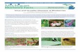 Virus and Viruslike Diseases of Blueberries - MSUmigarden.msu.edu/uploads/files/E3048.pdf · Virus and Viruslike Diseases of Blueberries ... plant phloem) may resemble those of virus