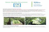 Sysco Quality Assurance - Microsoft Romaine and Green Leaf, noting occasional defects due to ribbiness and oversizing. Spinach and Spring Mix: Spinach condition is fair, quality is