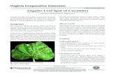 publication 450-700 Angular Leaf Spot of Cucumber · PDF file2 Resistance • Plant resistant cultivars. The cucumber cultivars listed in Table 1 have resistance to angular leaf spot.