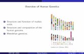 Overview of Human Genetics - Arizona State University of Human Genetics 1 Structure and function of nucleic acids. 2 Structure and composition of the human genome. 3 Mendelian genetics.