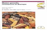 Maize genetic resources in Europe - ECPGR: ECPGR · PDF fileIntroduction 1 The European ... Maize Genetic Resources in Europe ... Armand Boyat focused on French research and breeding