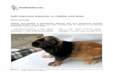 Self-injurious behavior in rabbits and does€¦ · Self-injurious behavior in rabbits and does ... healthy and active Harlequin rabbit lacking ears after excessive licking by the