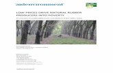 LOW PRICES DRIVE NATURAL RUBBER PRODUCERS INTO … · LOW PRICES DRIVE NATURAL RUBBER PRODUCERS INTO POVERTY An overview of sustainability issues and solutions in the rubber sector