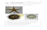 Phylum: Echinodermata Classes: sea stars … group 48 Sketch of a brittle star: Sea star Phylum: Echinodermata Classes: sea stars Asteroidea / brittle stars Ophiuroidea / Echinoidea