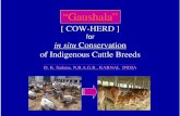 “Gaushala” - Home | Food and Agriculture Organization … GAUSHALA SOCIETY, Kanpur (UP) Enhanced Utilization of Bulls • The Gaushala is working for enhanced utilization of bulls