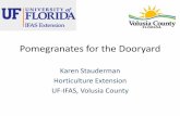 Pomegranates for the Dooryard - Seminole County, … for the Dooryard Karen Stauderman Horticulture Extension UF-IFAS, Volusia County Origin •Sci ... Slide 1 Author County of …