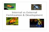 Internal vs External Fertilization & Developmentjeffersonc.weebly.com/.../internal_vs._external_development.ppt-7.pdf · External Fertilization • Produce many eggs in water because: