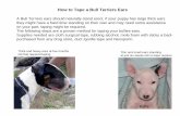 How to Tape a Bull Terriers Ears to Tape a Bull Terriers Ears A Bull Terriers ears should naturally stand erect, if your puppy has large thick ears they might have a hard time standing