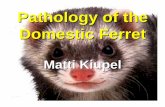 ferret pathology last - Ferret Health Advancement at MSUNormal pyloric junction ... • Normal gut flora? Inflammatory Bowel Disease ... Microsoft PowerPoint - ferret pathology last.ppt