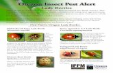 Oregon Insect Pest Alert Insect Pest Alert Lady Beetles ... Harmonia axyridis This invasive lady beetle is a well-known aphid predator in its native Asia. It was released several