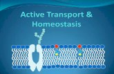Cell Membranes & Passive Transport - Houston …€¦ ·  · 2015-10-07Active Transport Molecules move across the membrane AGAINST their concentration gradient (Low to High) ENERGY