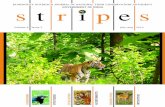 BI-MONTHLY OUTREACH JOURNAL OF NATIONAL …projecttiger.nic.in/WriteReadData/PublicationFile/Stripes-jul-aug... · BI-MONTHLY OUTREACH JOURNAL OF NATIONAL TIGER CONSERVATION AUTHORITY