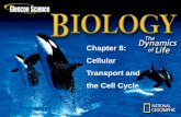 Chapter 8: Cellular Transport and the Cell CycleCell+division+2010+no... · Chapter Intro-page 194 ... organism come in a wide variety of sizes and ... 4 mm 4 mm 4 mm •The cell