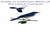 Guide to Common Birds of the UCLA Campus - Westwood · Guide to Common Birds of the UCLA Campus 2006. ... American Robin Female California Gull 1st Winter. ... Rock Pigeon 2 Ruby-crowned