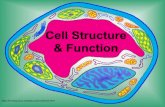 Cell Structure & Function - Dublin City Schools  cell notes info... · PDF fileCell Structure & Function   . Cell Theory ... Cell Parts Organelles – a tiny structure that