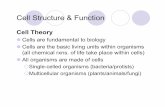 Cell Structure Function - Academic Home Structure Function Cell Theory Cells are fundamental to biology ... [attachment structure] [organelles that synthesize proteins] [enclosing