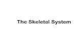 The Skeletal System - Denver Public Schoolsdsapresents.org/staff/john-jackson/files/2018/01/Skeletal-System... · The Skeletal System • Parts of the skeletal system include: –