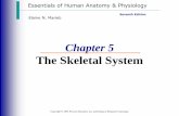 The Skeletal System - Amazon Simple Storage Service · The Skeletal System ... Axial skeleton Appendicular skeleton –limbs and girdle. Functions of Bones ... Movement due to attached