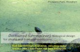 Duckweed (Lemnaceae - Columbia Universityenergy.columbia.edu/files/2014/04/Martienssen-Columbia-for-website.pdf · “Azolla event” & global climate change Arctic sediment core