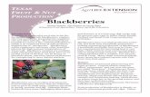 EXAS FRUIT & N PRODUCTION Blackberries blackberries have relatively low winter chilling require- ... mulch of hay or rotted wood chips will help to slow weed growth. Preemergent herbicides,