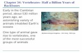 Chapter 34: Vertebrates- Half a Billion Years of …bealbio2.weebly.com/uploads/1/0/4/0/10402408/34_lecture...Chapter 34: Vertebrates- Half a Billion Years of ... •Vertebrates have