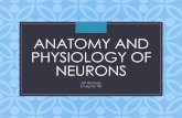 ANATOMY AND PHYSIOLOGY OF NEURONS - …€¦ ·  · 2017-10-26Chapter 48. Objectives •Describe the different types of neurons •Describe the structure and function of dendrites,
