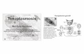 1-08-Toxoplasmosis Dr Y Nishikawa · 1 1 Toxoplasmosis FAO-APHCA/OIE Regional Workshop on Prevention and Control of Neglected Zoonoses in Asia on July 15, 2015. National …