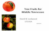 Tree Fruits for Middle Tennessee Fruits... · Tree Fruits for Middle Tennessee David W. Lockwood UT/UGA. 3/8/2014. Fruit Crops Production Negatives: • High risk • High inputs