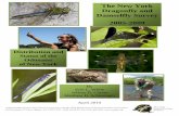The New York Dragonfly and Damselfly Survey 2005 … · Ringed Boghaunter (Williamsonia lintneri)..... 294 Hine’s Emerald (Somatochlora hineana ... The New York Dragonfly and Damselfly