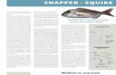 SNAPPER - SQ · PDF fileapprox. Hot fires of hell, ... a little care around the gill area as they are capable of ... SNAPPER - SQUIRE MEDITERRANEAN SNAPPER