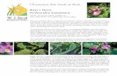 Proboscidea louisianica POTW - Michigan State University · W. J. Beal Botanical Garden Of interest this week at Beal... Ram’s Horn Proboscidea louisianica Family: the Sesame family,