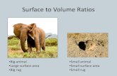Surface to Volume Ratios - Mt. San Antonio Collegeinstruction2.mtsac.edu/sschmidt/bio_lab/misc_pdf's/Lab_4_Surface to...Surface to Volume Ratios •Big animal •Large surface area