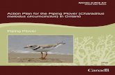 Piping Plover (Charadrius melodus circumcinctus) · Recommended citation: Environment Canada. 2013. Action Plan for the Piping Plover (Charadrius melodus circumcinctus) in Ontario.