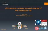 p53 isoforms: a major pronostic marker of the metastasis … · p53 isoforms: a major pronostic marker of the metastasis risk Pierre Roux CRBM/ UMR5237 Montpellier, France 17 May