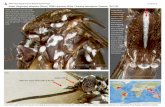 Aedes (Stegomyia) albopictus (Skuse) WRBU specimen … Resource Library/Aedes(Stegomyia... · WALTER REED BIOSYSTEMATICS UNIT Clypeus is black ...