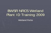 BWSR NRCS Wetland Plant ID Training 2009 - Forbs purple base ... Purple flower with small yellow center