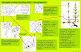 Vývojový cyklus přesličky rolní – homoiosporie.botany.upol.cz/atlasy/anatomie/anatomieCR35.pdf ·  · 2006-10-09Sporangia přesličky rolní (Equisetum arvense). Výtrusnicový