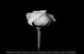 Focale : 70 mm | Photo : Scott Kelby · Scott Kelby. 29 Photographier des fleurs comme un pro n 2 Voici une astuce qui va en faire sourire plus d’un. Plutôt que d’attendre la