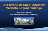 ENT Hybrid Imaging: Anatomy, Variants, Urgent Findings · ENT Hybrid Imaging: Anatomy, Variants, Urgent Findings ... Dental Artifacts ... – May be focal and intense