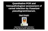 Quantitative PCR and histopathological … PCR and histopathological assessment of cereal infection by Fusarium pseudograminearum. ... Solophenyl flavine.