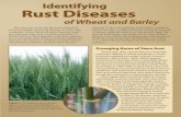 Identifying Rust Diseases - USDA ARS · Stripe rust Parts of plant infected: Commonly affects leaf blades, occasionally observed on heads when disease is very severe; infection of