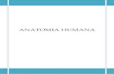 ANATOMIA HUMANA - Professor Adrianoprofessoradriano.synthasite.com/resources/apostila.pdfProximal: próximo da origem. Em relação aos membros superiores e inferiores, é a parte