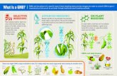 Infographic: What is a GMO Infographic: What is a GMO Author GMOAnswers.com Subject What is a GMO? Learn more about How GMOs are made, and what crops are GMO. Infographic created by