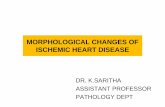 MORPHOLOGICAL CHANGES OF ISCHEMIC HEART … heart disease... · MORPHOLOGICAL CHANGES OF ISCHEMIC HEART DISEASE DR. ... MORPHOLOGY. Fatty streak ... 1-6weeks,autoimmune,fibrinous